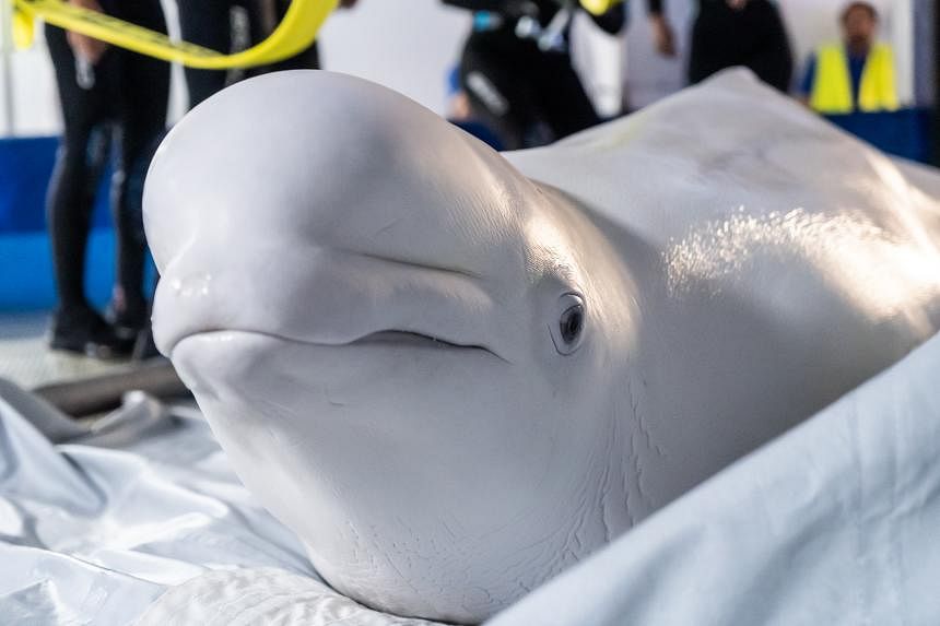 Dos ballenas beluga fueron evacuadas de Ucrania devastada por la guerra a España
