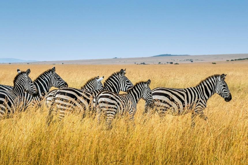 South Africa to dish up more zebra to boost jobs and conservation