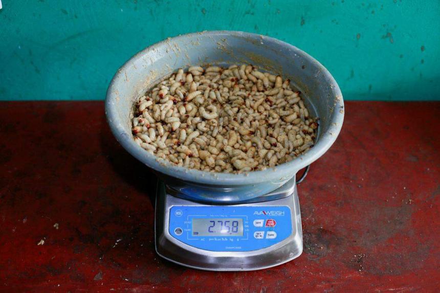 Orphans in Congo fed palm weevil larvae in bid to beat malnutrition ...