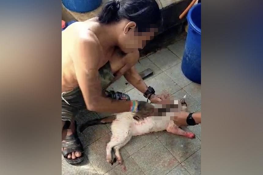 马来西亚一名男子剥猫皮，警方悬赏征集线索