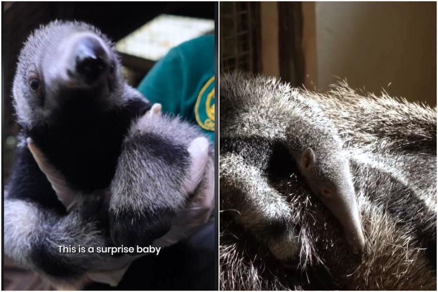 ‘Surprise baby’ anteater joins Mandai Wildlife Group’s River Wonders