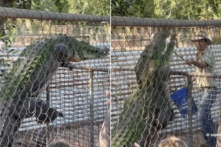 Crocodile attempts to scale fence, shocks Australian wildlife park visitors