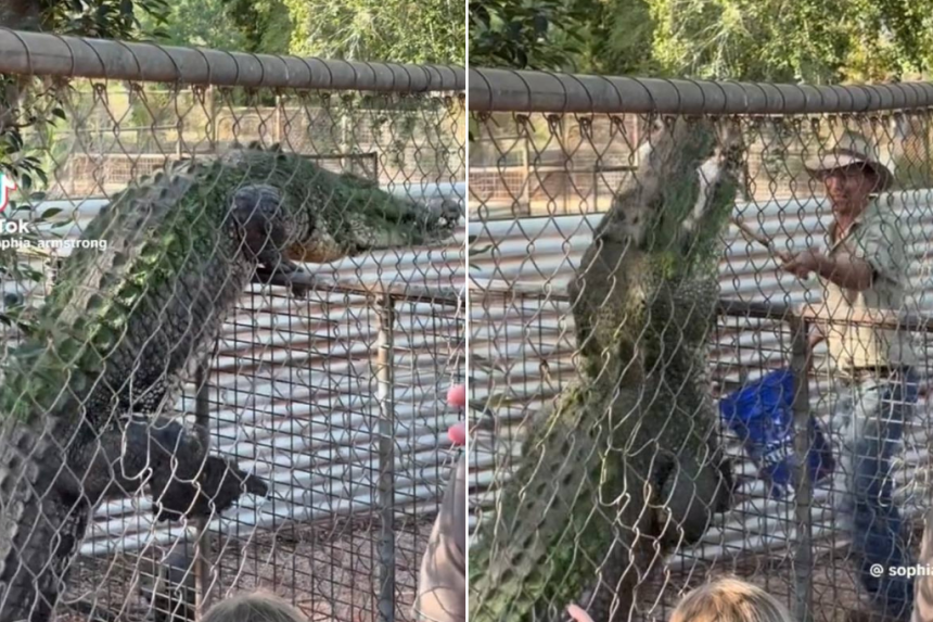 Crocodile Attempts To Scale Fence Shocks Australian Wildlife Park Crocodile attempts to scale fence shocks australian wildlife park