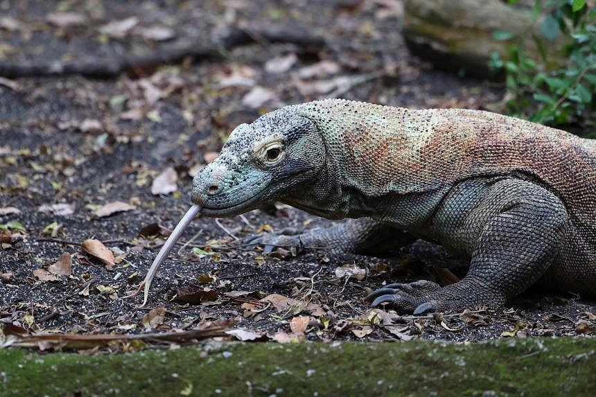 Komodo dragons have teeth coated in iron to kill prey: Study | The ...