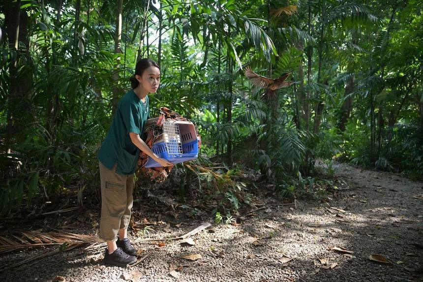 S’pore oil spill: Two surviving kingfishers released back into the wild