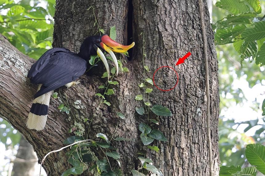 马来西亚鸟类偷猎者劫持爱好者论坛以追踪珍稀物种