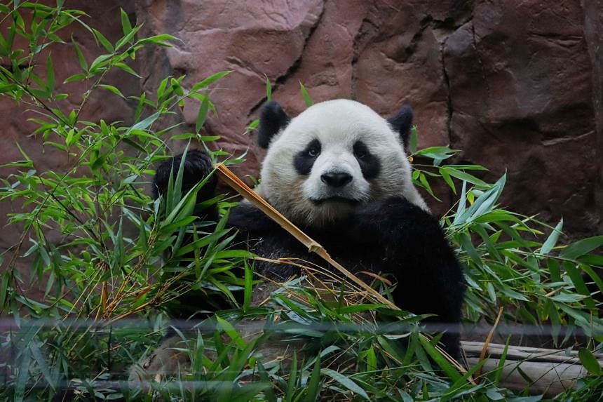 Panda pair makes San Diego debut with rousing welcome