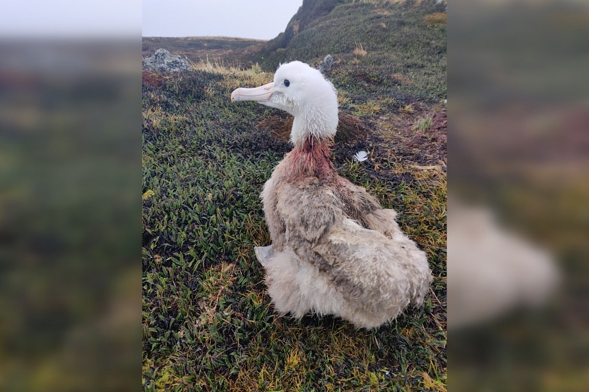 South Africa wants to “bomb” mice that eat albatrosses alive