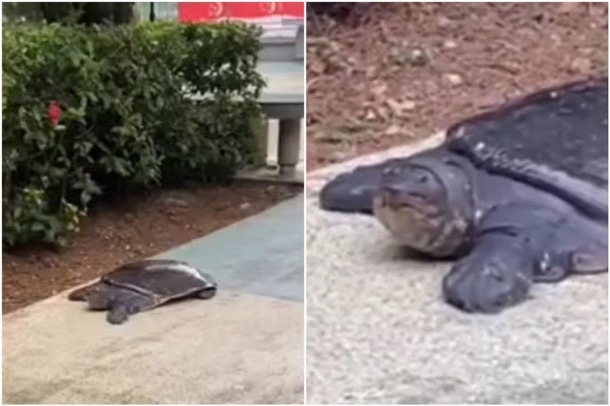 NParks investigating after protected turtle removed in Jurong East by ...