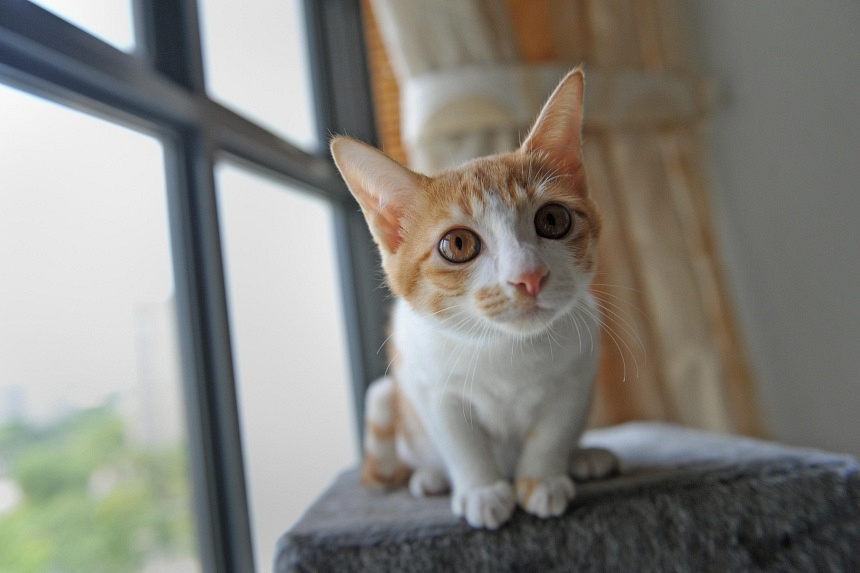 Pet cat licensing scheme kicks in on Sept 1: Here’s what you need to know