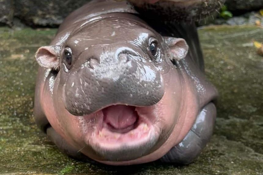 Thai hippo baby Moo Deng harassed by visitors – zoo director promises action