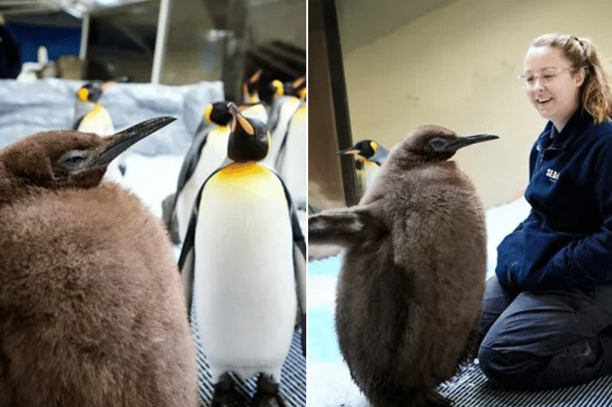 Hey Pesto! Chonky penguin in Australia the new darling of the internet ...