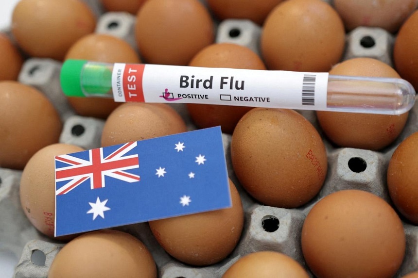 Australia spends  million to protect against looming bird flu threat