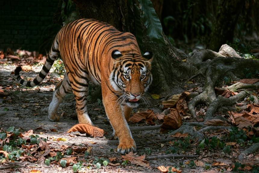 Man in Perak killed in pre-dawn tiger attack