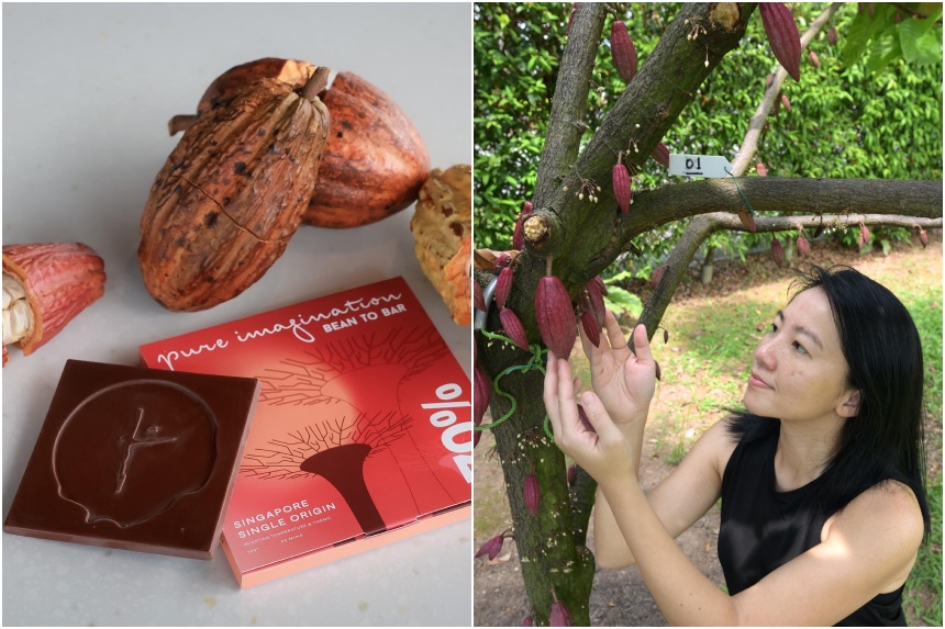 What does growninSingapore chocolate taste like? The Straits Times