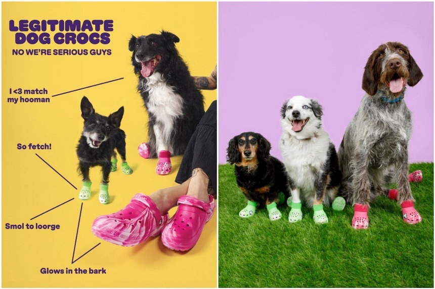 Clogs for dogs: Footwear brand Crocs offers boots for man’s best friend