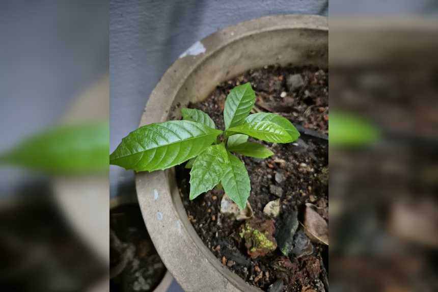 Root Awakening Plant could be a Tetracera species The Straits Times