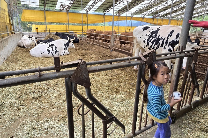 Rescued cows inspire S. Korean village’s vegan move to draw younger residents