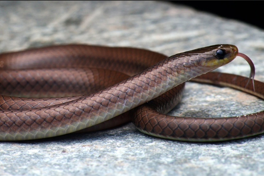 New Himalayan snake species named after Hollywood star Leonardo DiCaprio