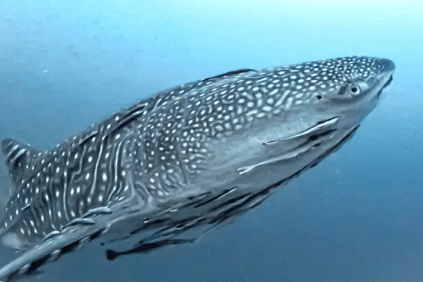 Rare whale shark sighting in Sabah