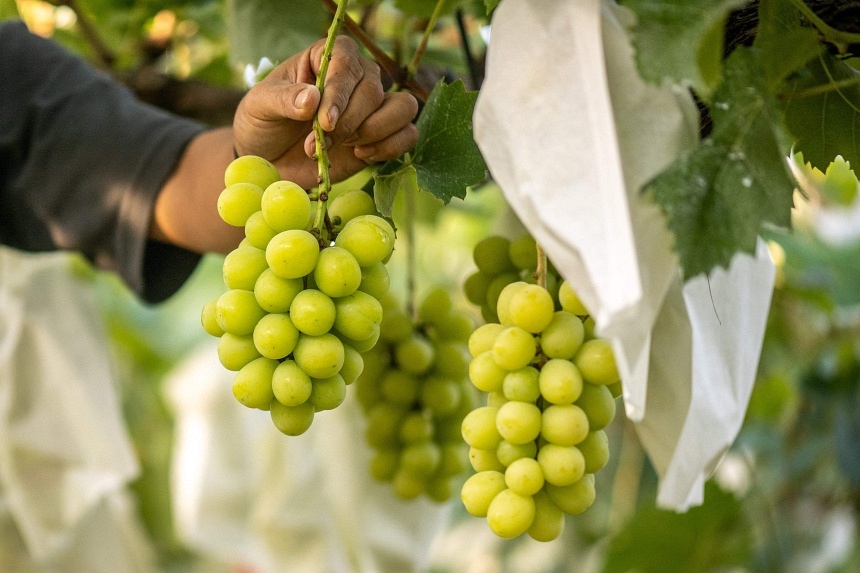 Thai authorities, groups find high levels of chemical residue on Shine Muscat grapes