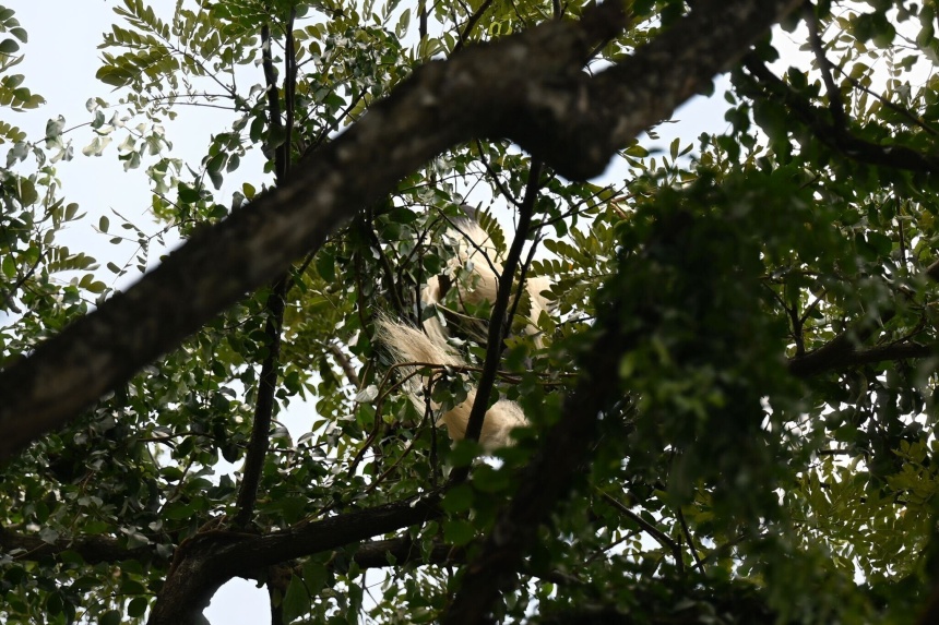 African monkey escapes from Mandai zoo, caught in Choa Chu Kang after 6 months