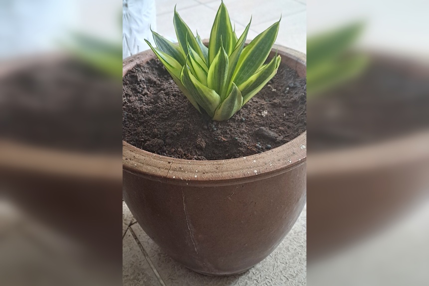 Root Awakening: Bird’s Nest Snake Plant needs filtered light