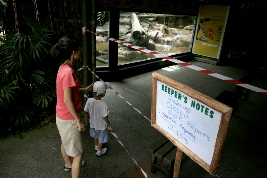 Twiggy the panther, Congo the hippo, and other animals that escaped their homes at the Singapore Zoo