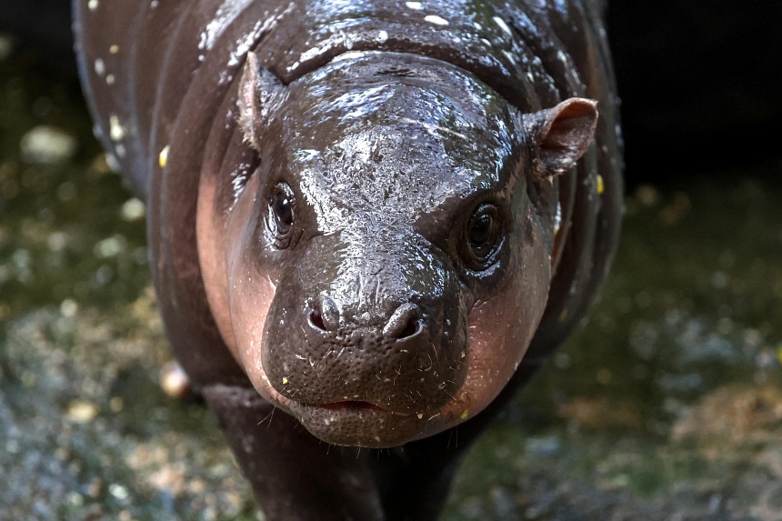 Moo Deng, boing boing: Internet’s favourite baby hippo now has an official song