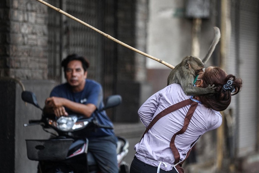 No more monkey mania in Thai town after clamp down