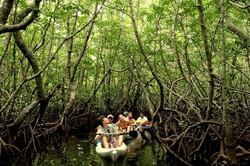 周末旅行：与获救的海龟见面，划皮划艇穿过红树林，在婆罗洲享用海鲜大餐