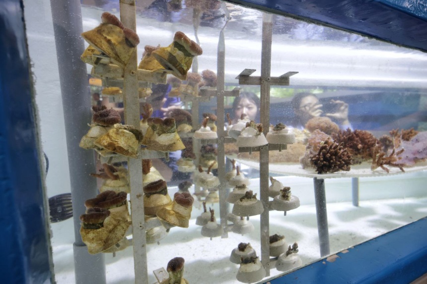 ST Picks: Inside S’pore’s drive to restore 100,000 corals