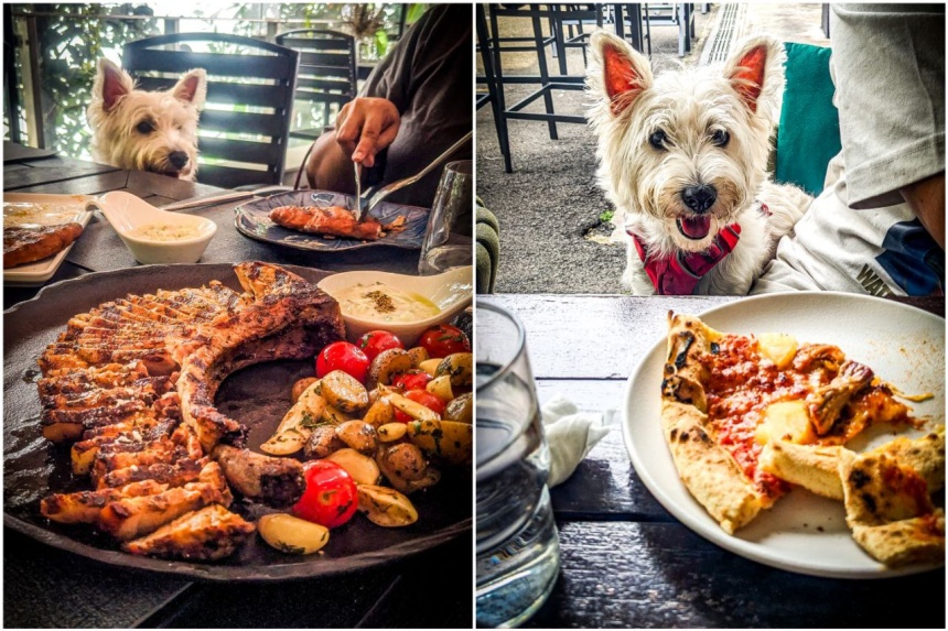 Pet owners and eateries welcome easing of al fresco dining rules, even as some seek more clarity