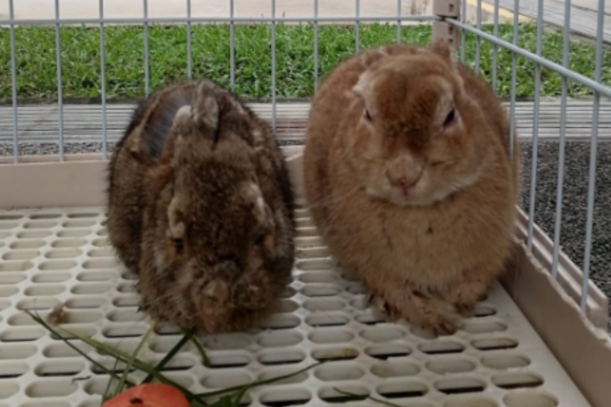 4 rabbits abandoned in Bukit Panjang and Ang Mo Kio in a week: SPCA