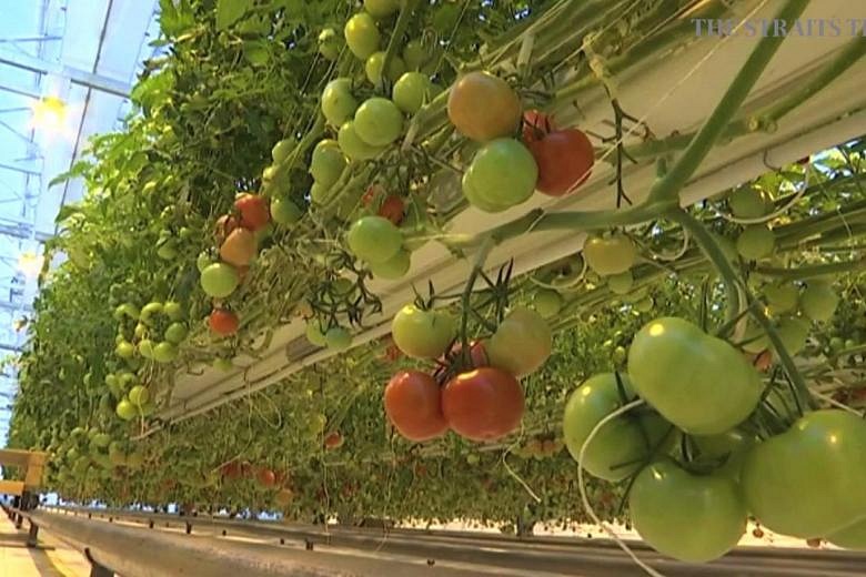 How Technology Helps A Freezing City Grow Tomatoes Year Round 