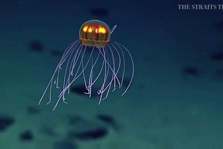 Colourful jellyfish wow ocean researchers | The Straits Times