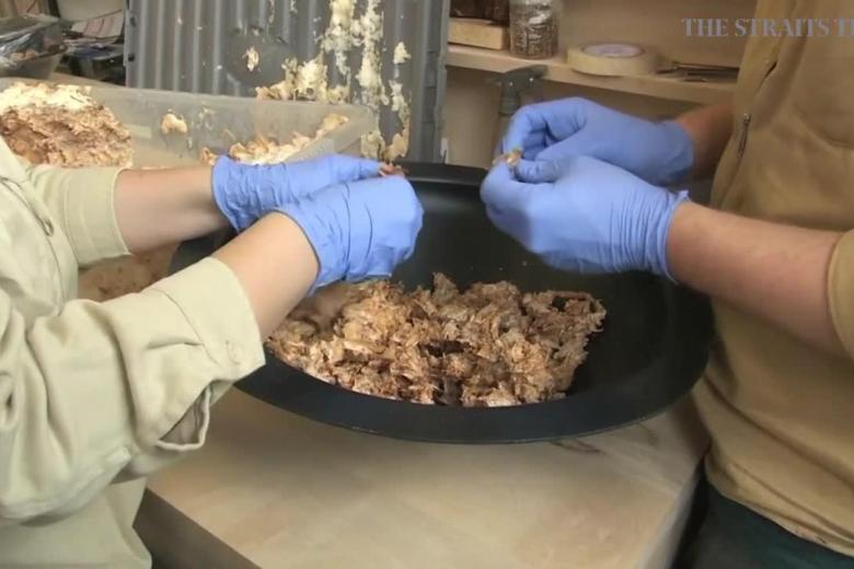 Grow your own furniture using fungus The Straits Times