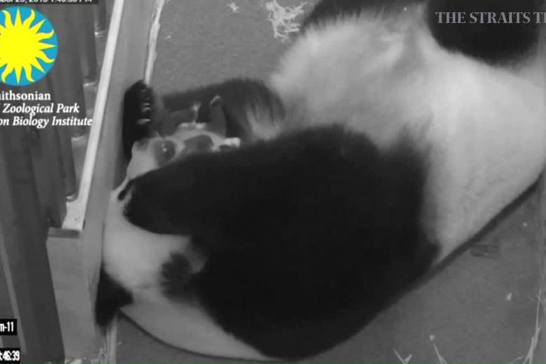 A tiny panda lets out huge sneeze at Washington, DC zoo | The Straits Times