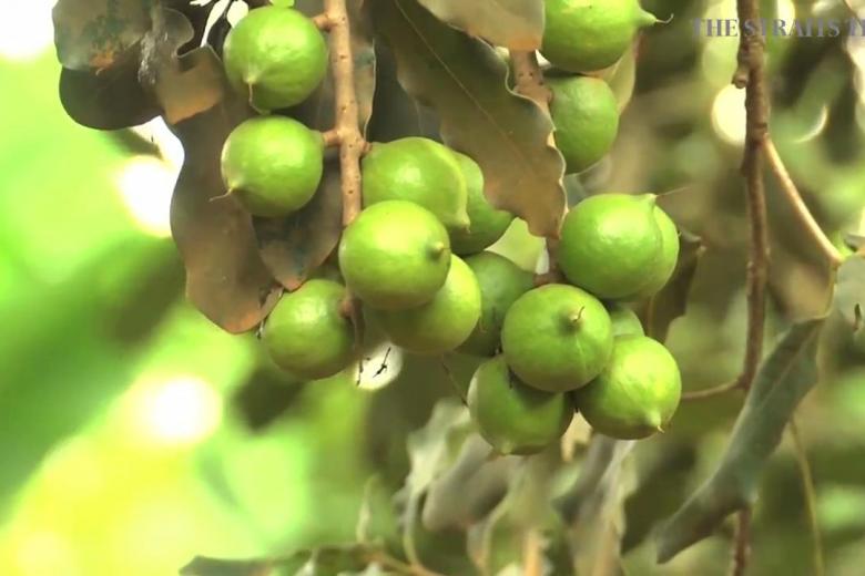 Kenyan farmers go nuts for macadamias The Straits Times