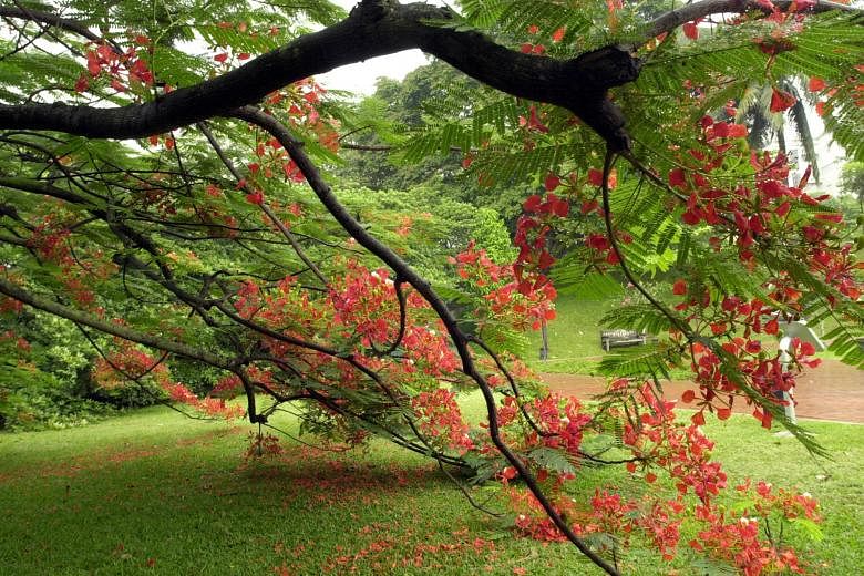 Get to know these 9 well-known Heritage Trees | The Straits Times