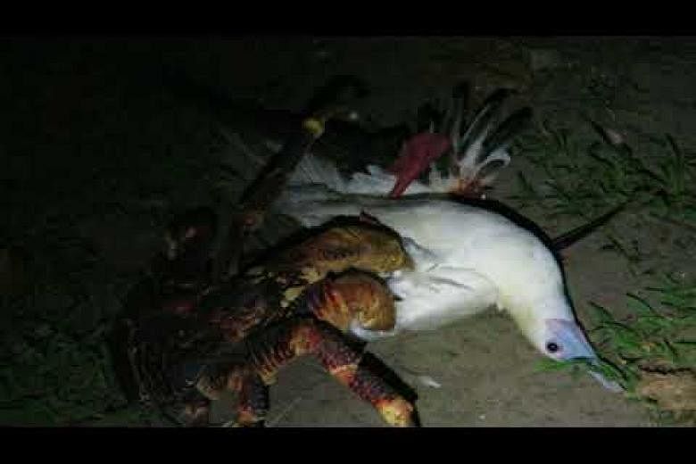 Giant coconut crab seen attacking and killing seabird | The Straits Times