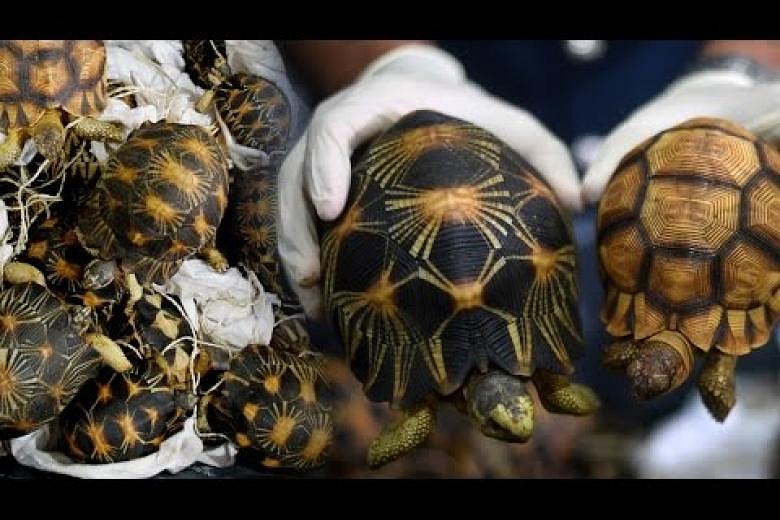 Malaysia Seizes Smuggled Tortoises Worth Nearly S$400,000 | The Straits ...