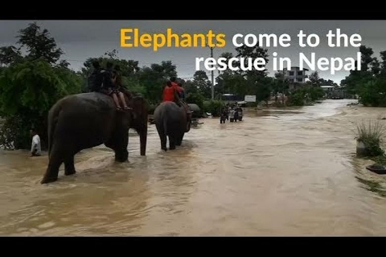 Elephants Rescue Tourists From Flooded Nepal Safari Park | The Straits ...