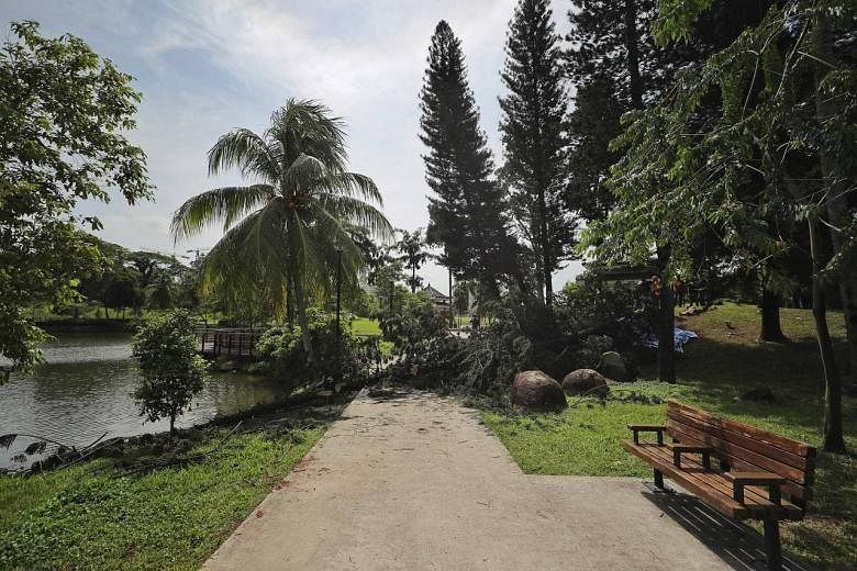 Woman Killed By Falling Tree In Marsiling Park Last Inspection By