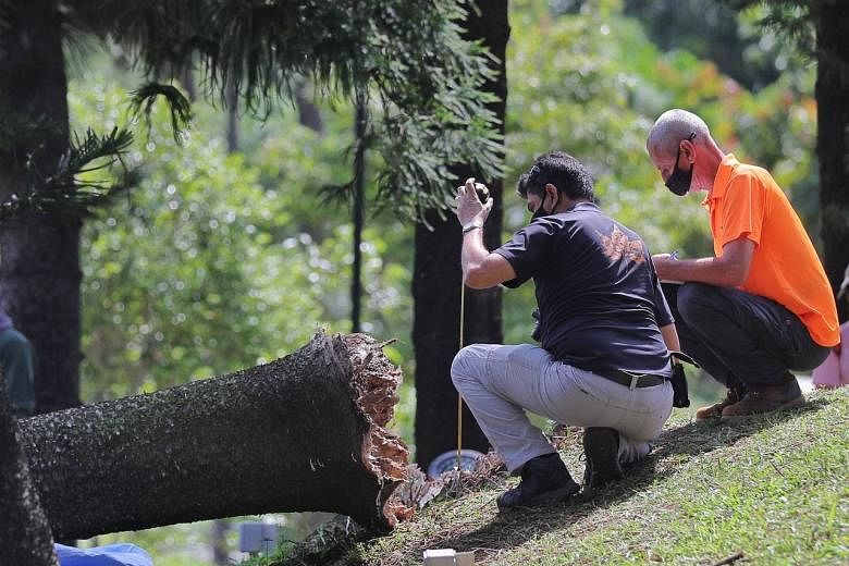 Woman Killed By Falling Tree In Marsiling Park Last Inspection By