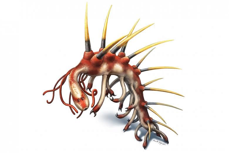 In the 1970s, it was thought the Hallucigenia's back spikes were its legs and its head was its tail.