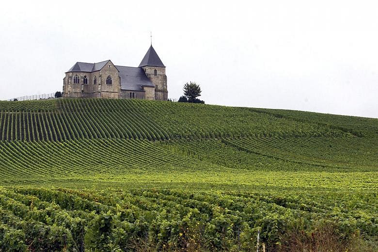 A champagne vineyard in Villenauxe-la-Grande, near Epernay, eastern France.