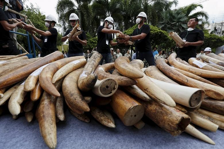 Confiscated elephant tusks about to be destroyed as part of a campaign against those involved in the illicit ivory trade.