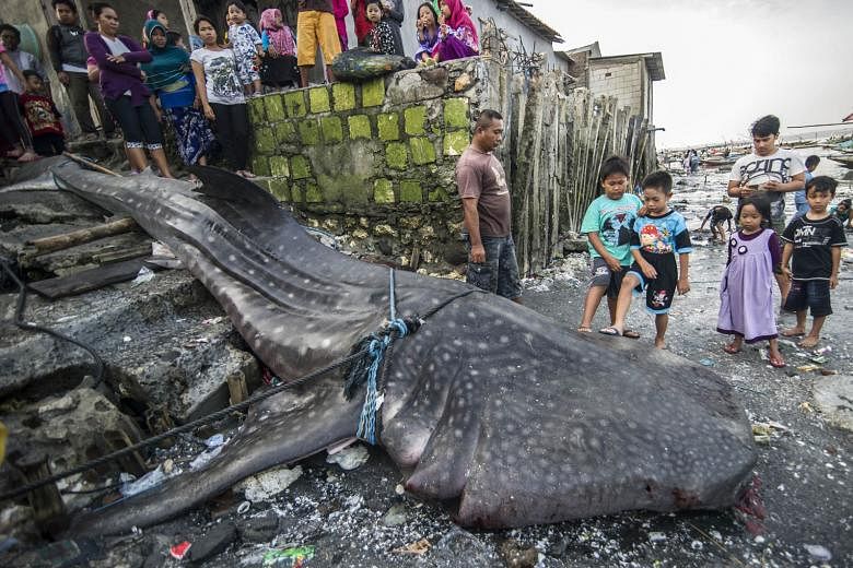 Locals gathering around the carcass of a dead whale shark, which was caught by fishermen in the sea off Surabaya, on the eastern part of Indonesia's Java Island, on Monday. The giant fish, measuring 7m long and weighing two tonnes, was originally pla