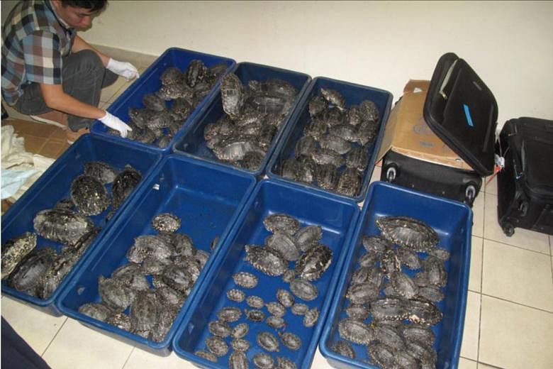 The 206 black pond turtles, a critically endangered species banned from international trade, had arrived in Singapore dehydrated. They are worth about $90,000.